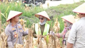 Dukung Swasembada Pangan, Polres Barsel dan Forkopimda Panen Raya Jagung di Dusun Utara